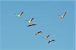 Common Cranes (Grus grus) Flying in Formation, Zingst, Barther Bodden, Darss, Fischland-Darss-Zingst, Mecklenburg-Vorpommern, Germany