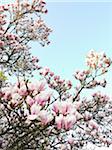 Magnolia Blossoms, North Rhine-Westphalia, Germany