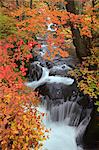 Autumn leaves and water stream