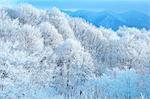 Mount Bandai Plateau, Fukushima Prefecture