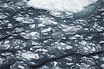 Antarctica, Pack Ice, Southern Ocean. A lone adelie penquin wanders across the Pack Ice.