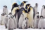 Western Antartica, Antarctic Peninsula, Snow Hill Island, Weddell Sea. Adult Emperor Penguins gather with their 4 month old chicks at their breeding colony on the fast ice to socialise and feed their young.