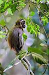 Central African Republic, Dzanga-Sangha, Bai-Hokou.  A young Agile mangabey in the tropical rainforest of Dzanga-Sangha.