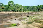 Central African Republic, Dzanga-Ndoki, Dzanga-Bai.  A general view of the wildlife spectacle at Dzanga-Bai.