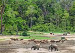 Central African Republic, Dzanga-Ndoki, Dzanga-Bai.  A general view of the wildlife spectacle at Dzanga-Bai. Over 50 bongos can be seen in the glade.