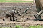 Central African Republic, Dzanga-Ndoki, Dzanga-Bai.  A one-month-old baby Forest elephant follows its mother at Dzanga-Bai.