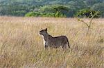 Kenya, Kajiado County, Maasai Wilderness Conservancy. A lioness sniffing the early morning air.