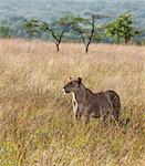 Kenya, Kajiado County, Maasai Wilderness Conservancy. A lioness stares intently in the early morning.