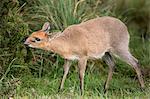 Kenya, Central Kenya, Nyeri County, Aberdare National Park. A male Bush duiker marks its territory with its face glands.