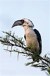 Kenya, Tsavo West National Park, Ngulia. A female Von der Decken s Hornbill.