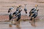 Kenya, Samburu National Reserve, Samburu County. A flock of attractive Grey Crowned Cranes in the shallow waters of the Uaso Nyiru river.