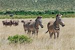 Kenya, Samburu National Reserve, Samburu County. Three male Grevy s Zebras in front of a herd of Beisa Oryx.  Both species are to be found in semi-arid Northern Kenya.