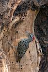 Kenya, Samburu National Reserve, Samburu County. A Cardinal Woodpecker.