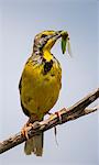 Kenya, Masai Mara, Narok County. An aptly named Yellow-throated Longclaw feeds on a grasshopper in Masai Mara National Reserve.