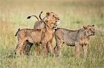 Kenya, Masai Mara, Narok County. A lioness and her two sub-adult cubs on the plains of Masai Mara National Reserve.