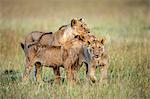 Kenya, Masai Mara, Narok County. A lioness and her two sub-adult playful cubs on the plains of Masai Mara National Reserve.