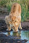 Kenya, Masai Mara, Narok County. A lioness drinks from a rainwater puddle on the plains of Masai Mara National Reserve.