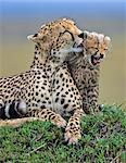 Kenya, Masai Mara, Narok County. A mother cheetah on a termite mound grooming her 3 month old female cub.