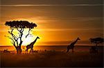 Kenya, Masai Mara, Narok County. Masai Giraffe walking past Balanites treees or Desert Dates at dawn.