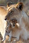 Kenya, Masai Mara, Mara North Conservancy, Leopard Gorge, Narok County. A lioness moving her three week old cub to a new den.