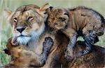 Kenya, Masai Mara, Musiara Marsh, Narok County. A lioness playing with two of her three 10 week old cubs early in the morning.