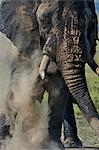 Kenya, Masai Mara, Musiara Marsh, Narok County. Bull elephant dust bathing after mud wallowing. The coating of mud and dust helps to protect their skin.