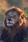 Kenya, Masai Mara, Narok County. Male lion watching lionesses from his pride at dawn.