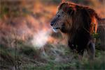 Kenya, Masai Mara, Musiara Marsh, Narok County. A male lion in the heart of his trerritory watching lionesses on a chill dawn morning.