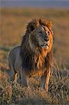 Kenya, Masai Mara, Musiara Marsh, Narok County. A pride male roaring while courting a lioness he is guarding between intermittent bouts of mating.