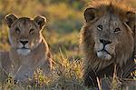 Kenya, Masai Mara, Musiara Marsh, Narok County. A male lion alert as he guards a lioness from his pride at dawn. The female was in estrus and the courting couple had been mating.