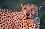 Kenya, Masai Mara, Narok County. A male cheetah feeding on a wildebeest kill. He was one of a coalition of three males.