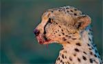 Kenya, Masai Mara, Narok County. One of a coaltion of 3 territorial cheetah brothers feeding on a wildebeest kill and alert to the possibility of danger from hyenas or lions intent on stealing their kill. The males were recovering from mange.