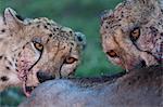 Kenya, Masai Mara, Narok County. Male cheetahs feeding on a wildebeest calf they have just killed.