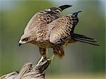 Kenya, Masai Mara, Narok County. Black Kite. The African race has a yellow bill - the European has a black bill.