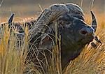 Kenya, Masai Mara, Musiara Marsh, Narok County. A male buffalo stands alert in tall red oat grass.