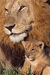 Kenya, Masai Mara, Musiara Marsh, Narok County. A pride male resting along a drainage line with his ten week old cub early in the morning.