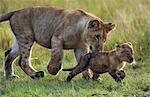 Kenya, Masai Mara, Musiara Marsh, Narok County. Lion cubs playing early in the morning after feeding on a kill. The larger cub is about 8 months old, the younger one ten weeks old.