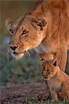 Kenya, Masai Mara, Narok County. A lioness stands alert and wary at the sight of nomadic male intruders intent on taking over her territory and killing her ten week old cubs.