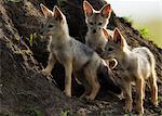 Kenya, Masai Mara, Narok County. Black-Backed Jackal pup of 10 to 12 weeks old at their den in a termite mound.