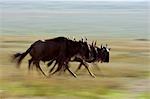 Kenya, Masai Mara, Narok County. Common Wildebeest on the move during their migration through the Mara.