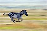 Kenya, Masai Mara, Narok County. Plains Zebra running from a predator.