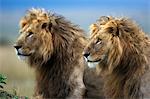 Kenya, Masai Mara, Narok County. Two male lions in the heart of their territory on Paradise Plain, on the alert for rivals.