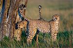 Kenya, Masai Mara, Narok County. Two members of a coaltion of 3 cheetah brothers scent marking a Boscia tree.