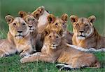 Kenya, Masai Mara, Musiara Marsh, Narok County. A pride of lions with large cubs of a year or more old lying up on a termite mound early in the morning.