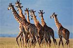 Kenya, Masai Mara, Narok County. A herd of male and female Masai Giraffe making their way across the plains.