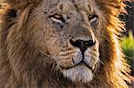 Kenya, Masai Mara, Narok County. A pride male surveys his domain early in the morning.