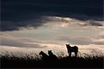 Kenya, Masai Mara, Narok County. Three lionesses starkly silhouetted against a brooding sky in the late evening during the rainy season.