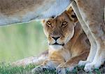 Kenya, Masai Mara, Narok County. Lioness watchful on a termite mound while resting with the pride.