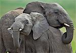 Kenya, Masai Mara, Narok County. Young elephants playing at a mud wallow.