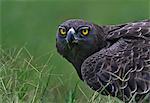 Kenya, Masai Mara, Narok County. Martial Eagle that had just killed an Egyptian Goose. This is the largest African eagle.